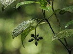 Psychotria auxopoda