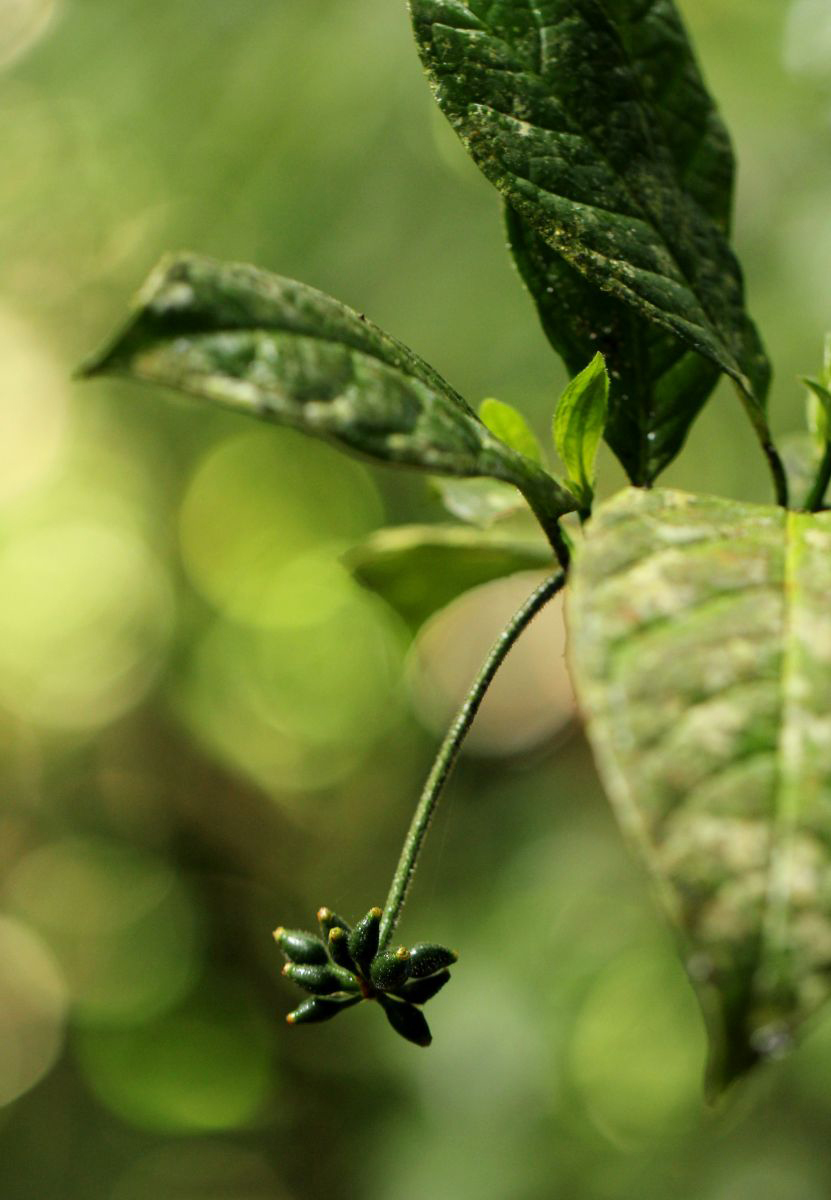 Psychotria auxopoda