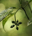 Psychotria auxopoda