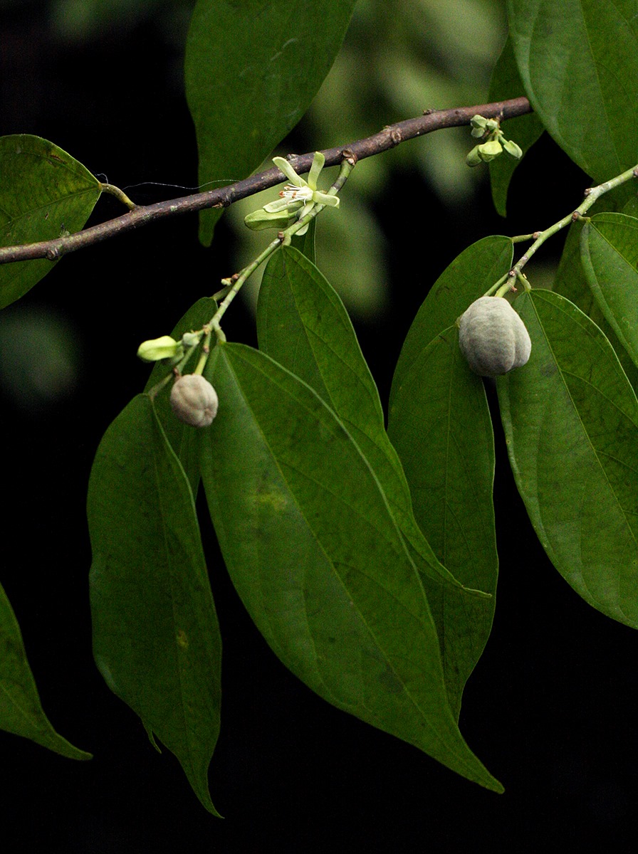 Leptonychia tokana