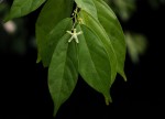 Leptonychia tokana