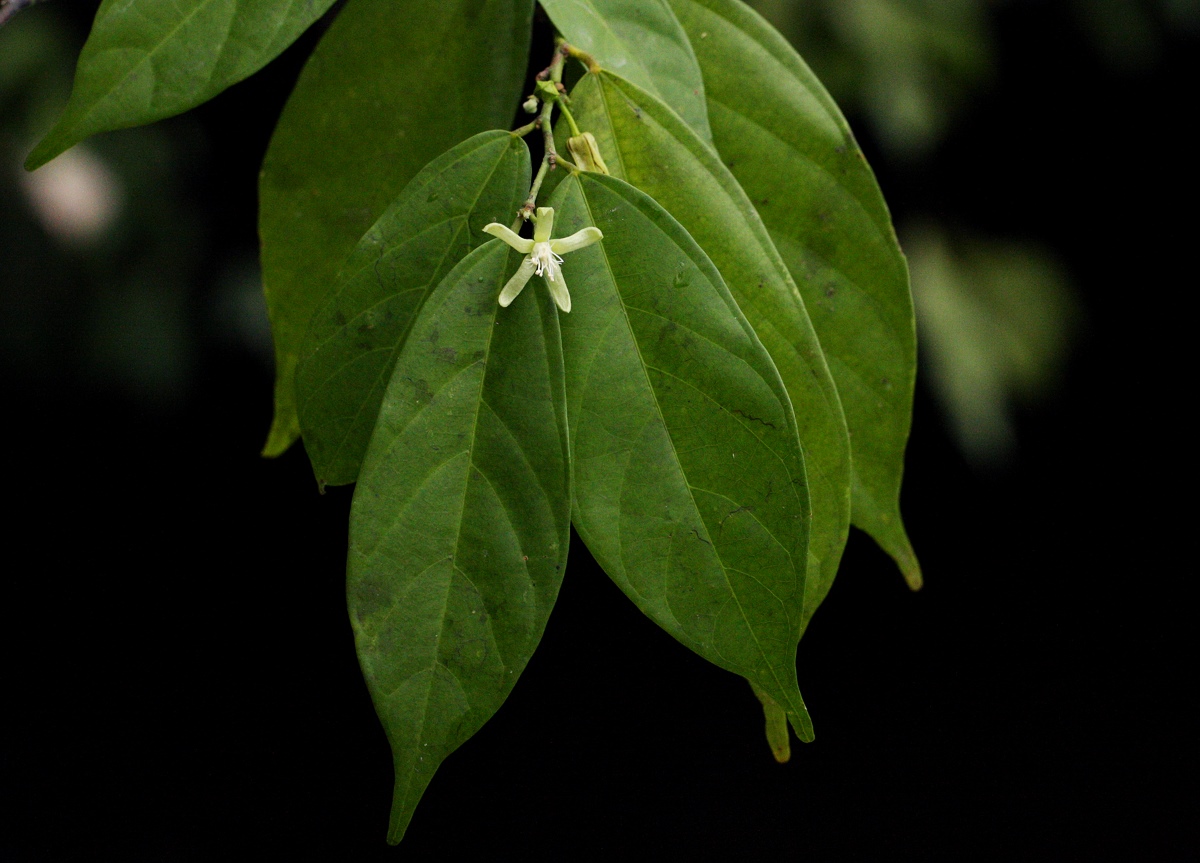 Leptonychia tokana