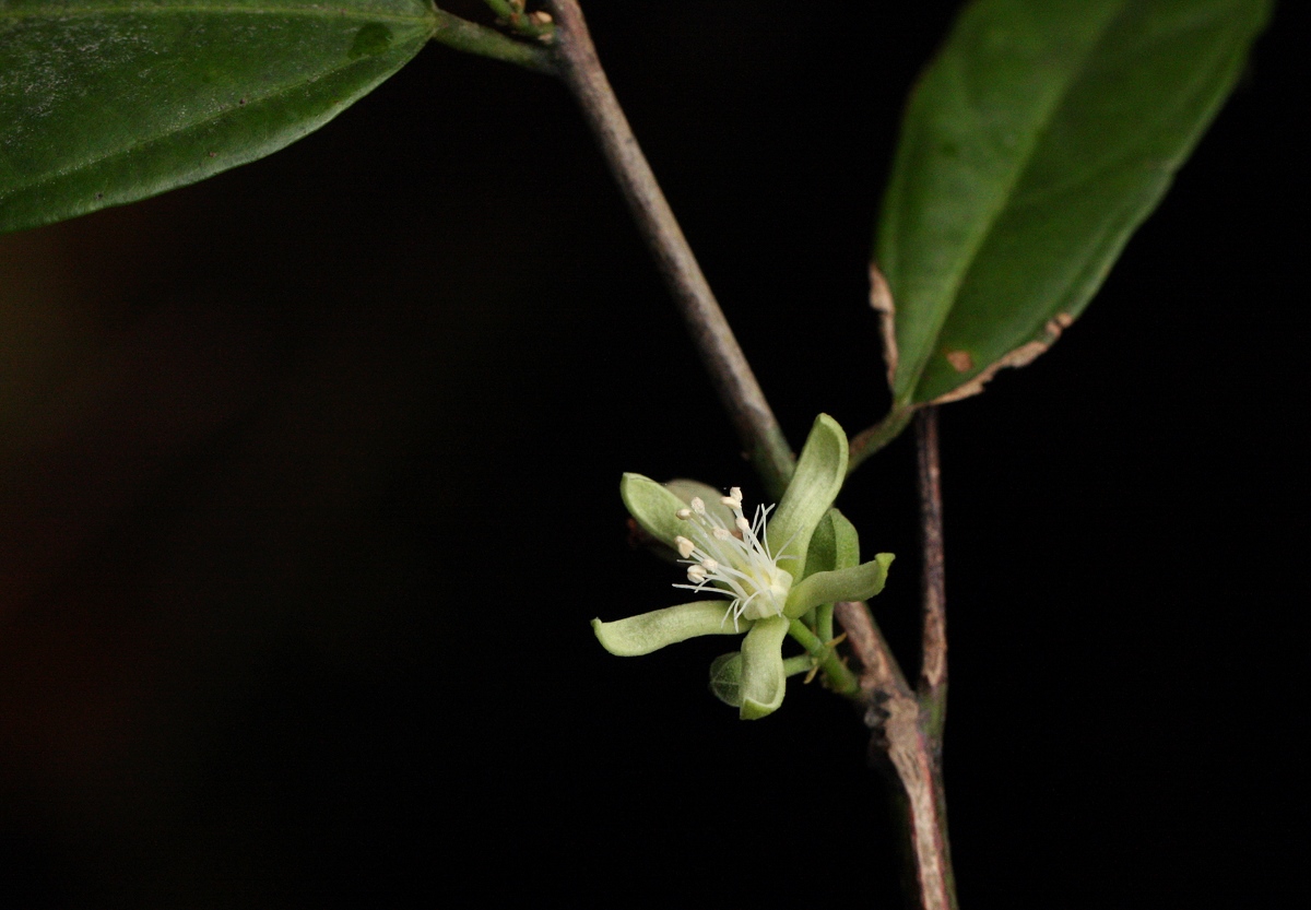 Leptonychia tokana
