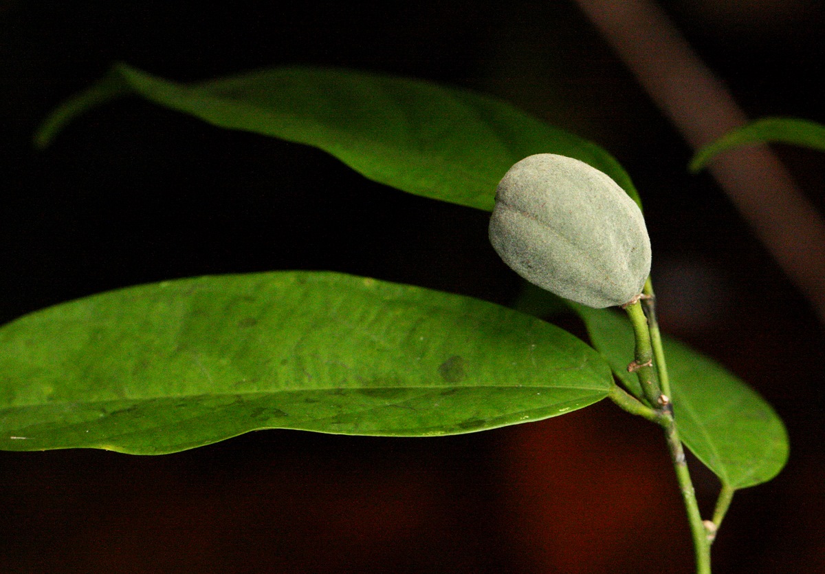 Leptonychia tokana