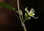 Leptonychia tokana