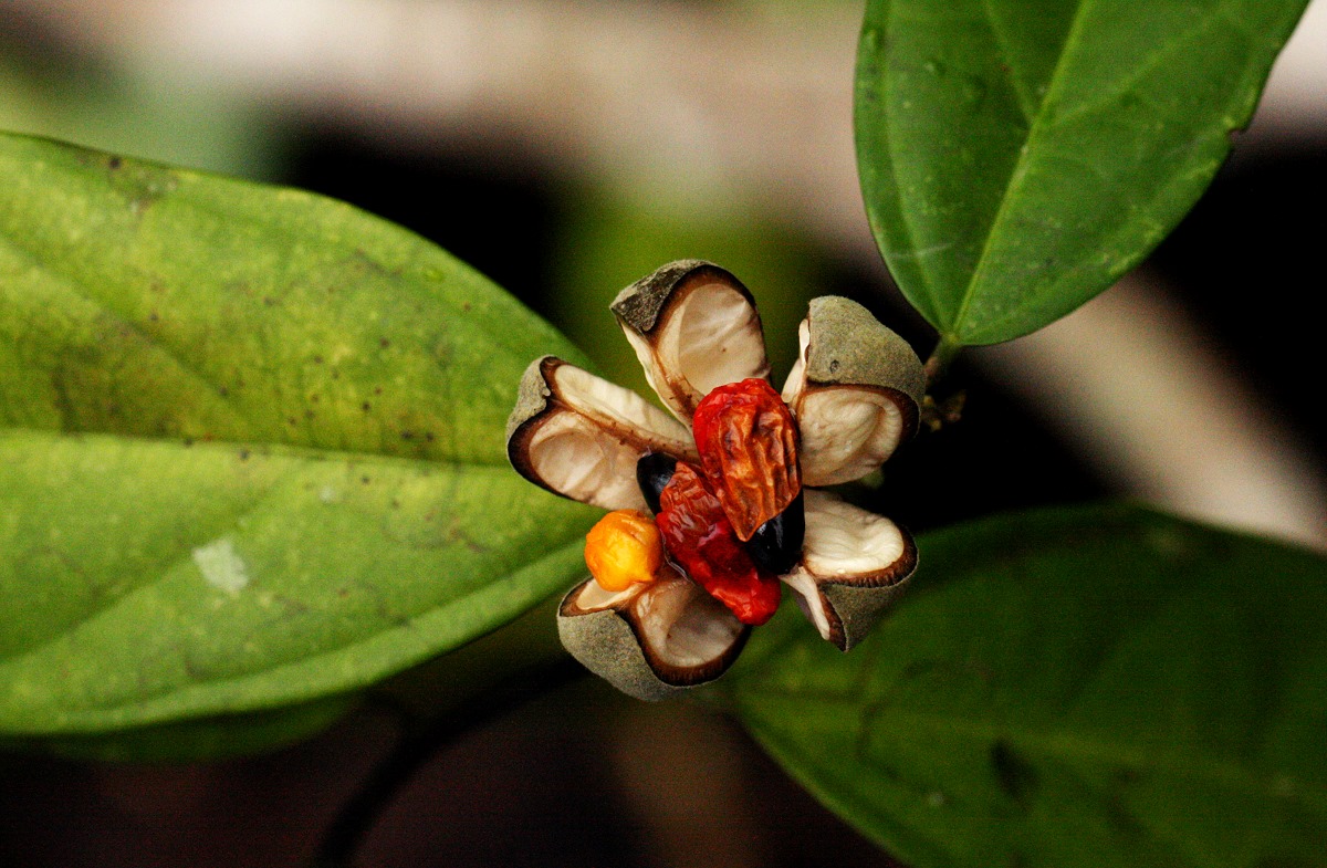 Leptonychia tokana