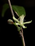 Leptonychia tokana