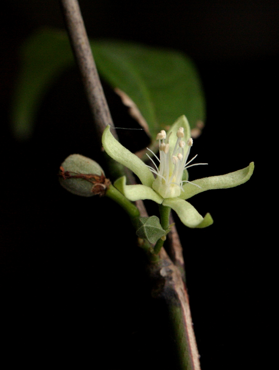 Leptonychia tokana