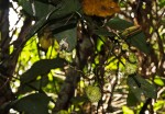 Hypselodelphys scandens