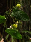 Hypselodelphys scandens