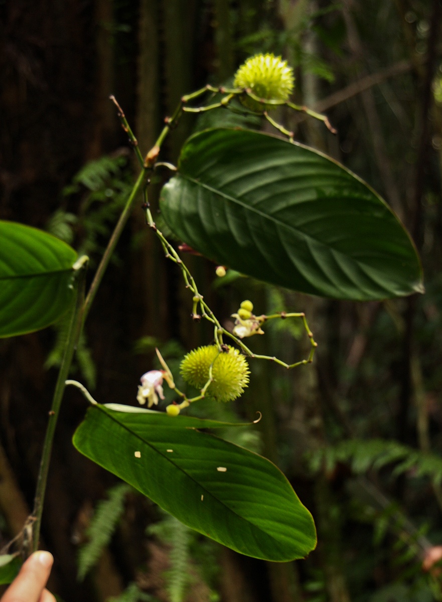 Hypselodelphys scandens