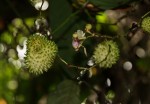 Hypselodelphys scandens
