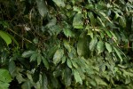 Colletoecema tortistilum