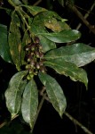 Colletoecema tortistilum