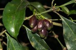 Colletoecema tortistilum
