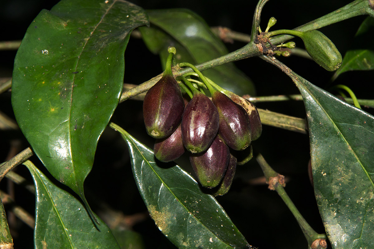 Colletoecema tortistilum