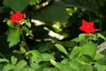 Mussaenda elegans