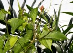 Mussaenda elegans