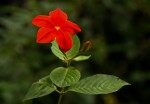 Mussaenda elegans