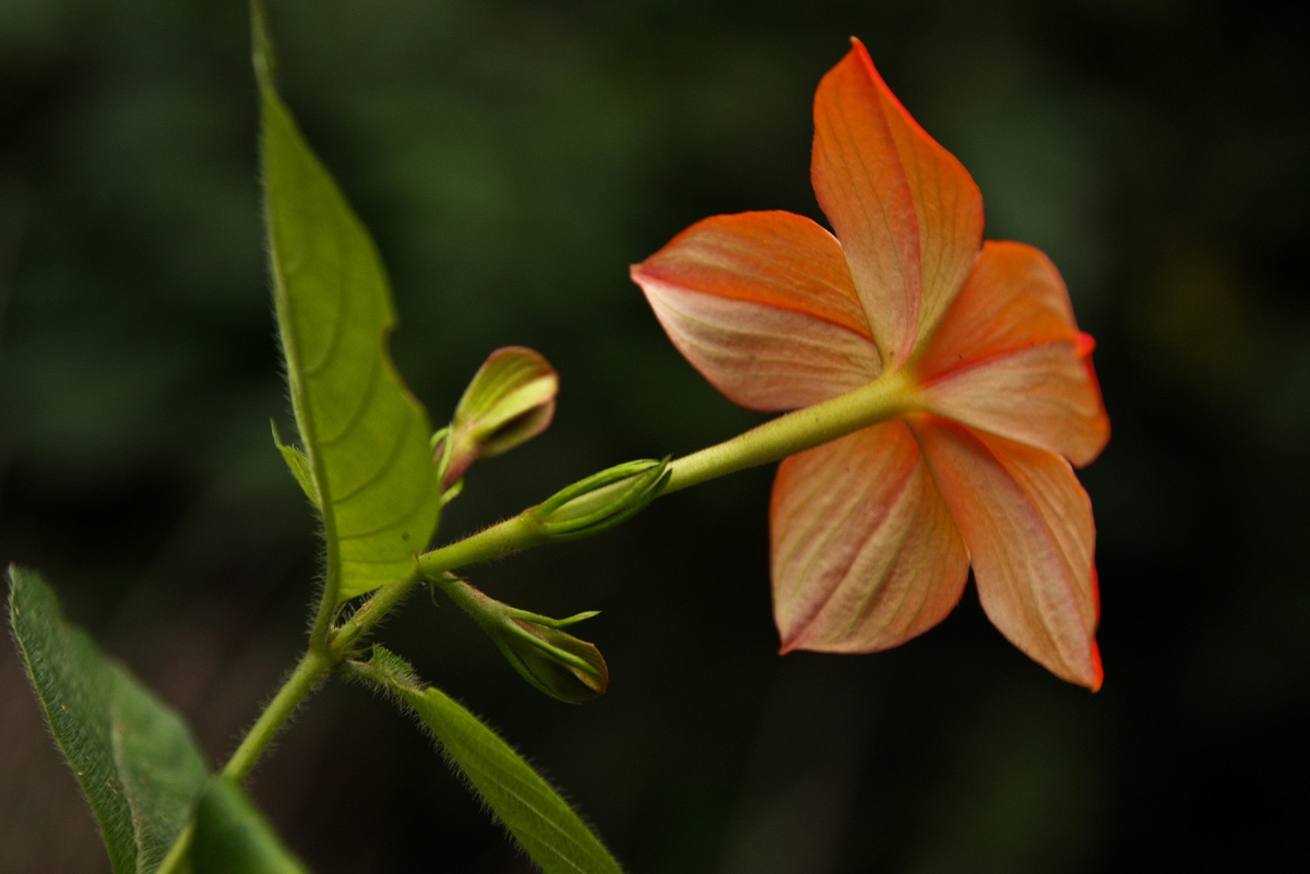 Mussaenda elegans