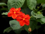 Mussaenda elegans