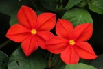 Mussaenda elegans