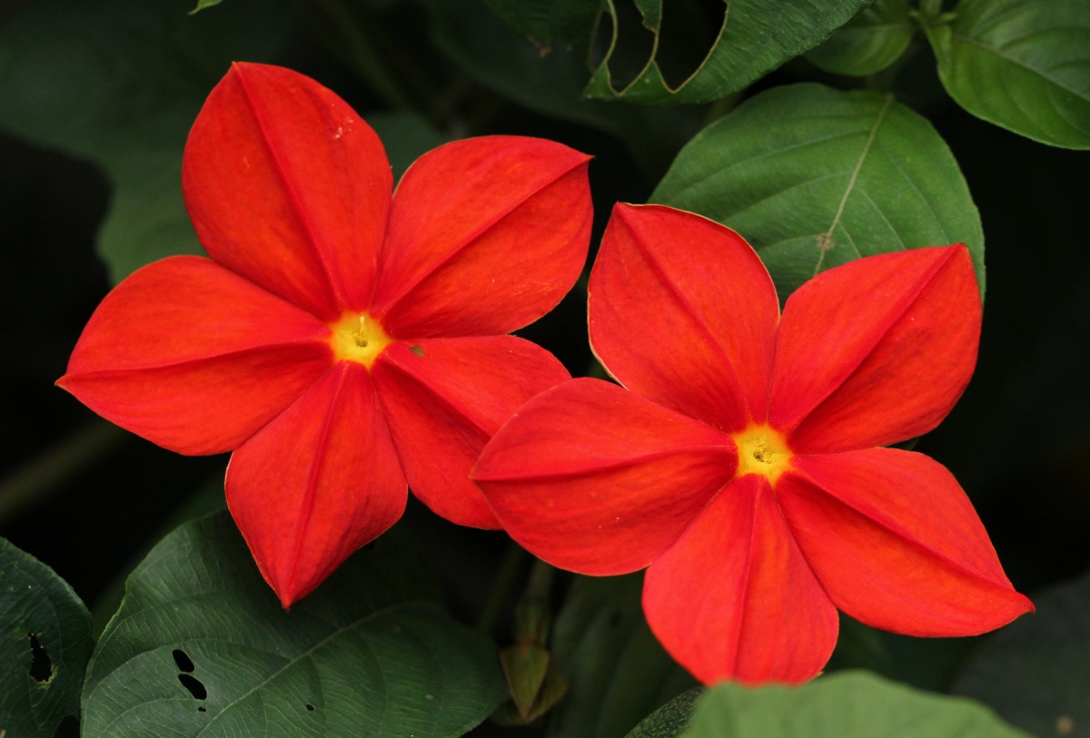 Mussaenda elegans
