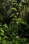 Mucuna flagellipes