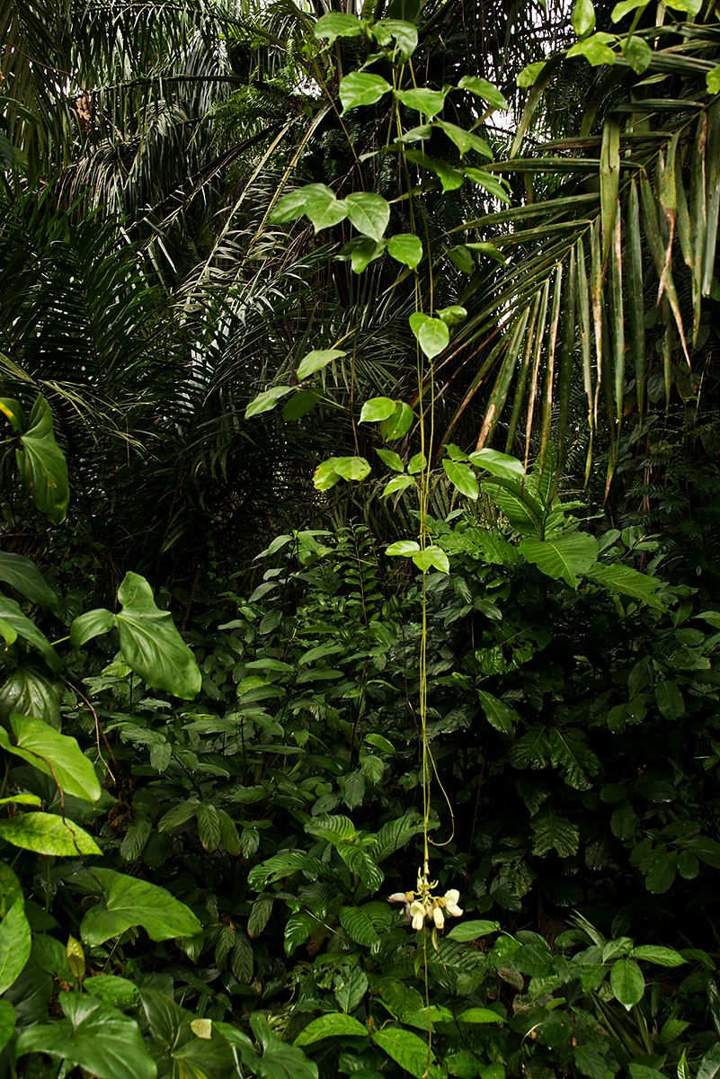Mucuna flagellipes