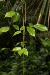 Mucuna flagellipes