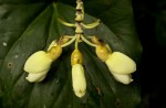 Mucuna flagellipes