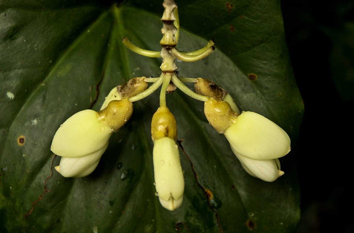 Mucuna flagellipes