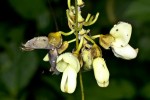 Mucuna flagellipes