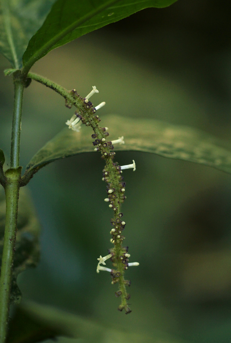 Trichostachys microcarpa