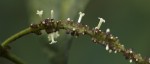 Trichostachys microcarpa