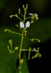 Aneilema umbrosum