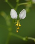 Aneilema umbrosum