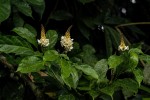 Thomandersia hensii