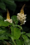 Thomandersia hensii