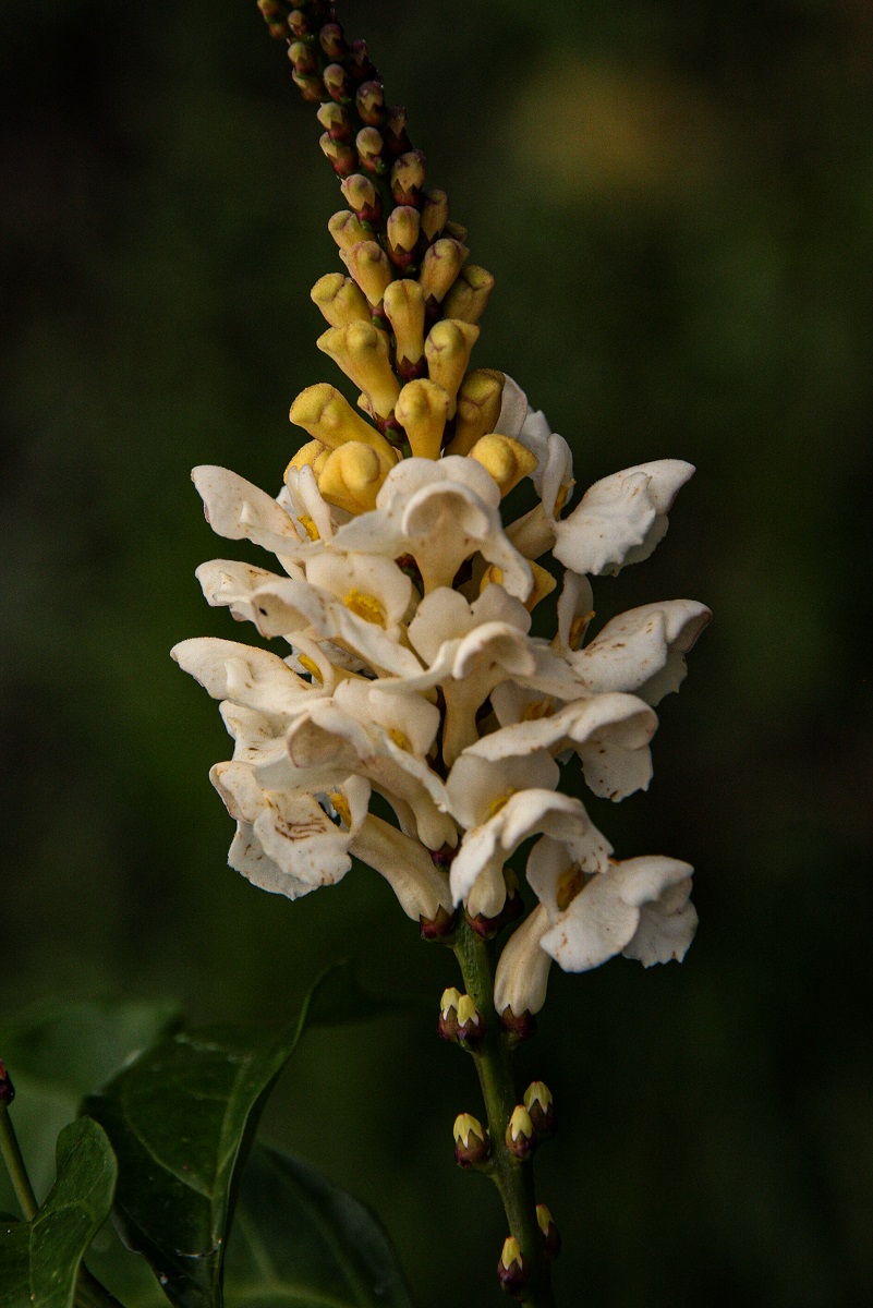 Thomandersia hensii