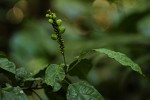 Thomandersia hensii