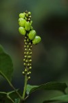 Thomandersia hensii