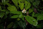 Thomandersia hensii