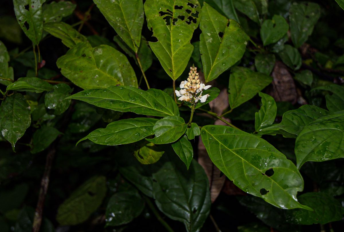 Thomandersia hensii