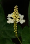 Thomandersia hensii