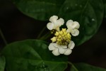 Thomandersia hensii