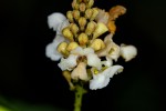Thomandersia hensii