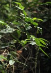 Bertiera aethiopica