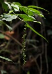 Bertiera aethiopica