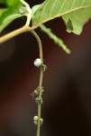 Bertiera aethiopica